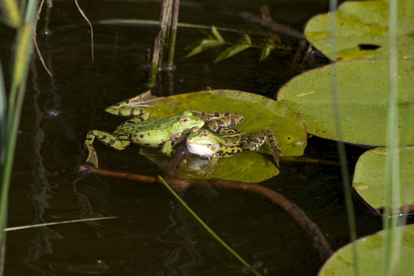 ti - Froschteich - (c) M Mueller.jpg